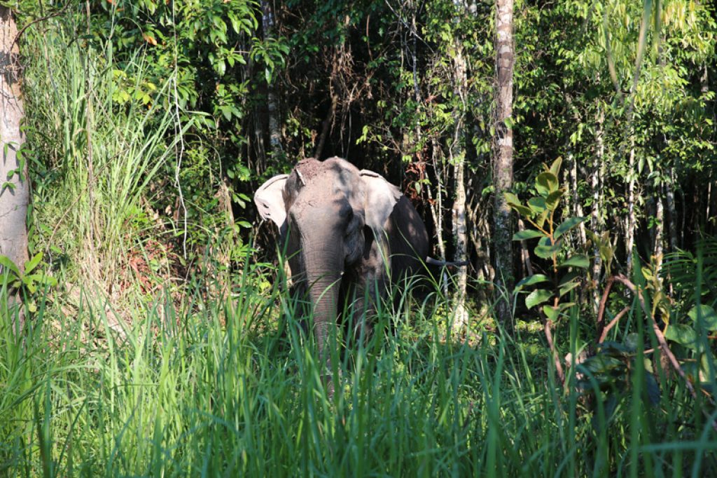Cambodia Wildlife Sanctuary