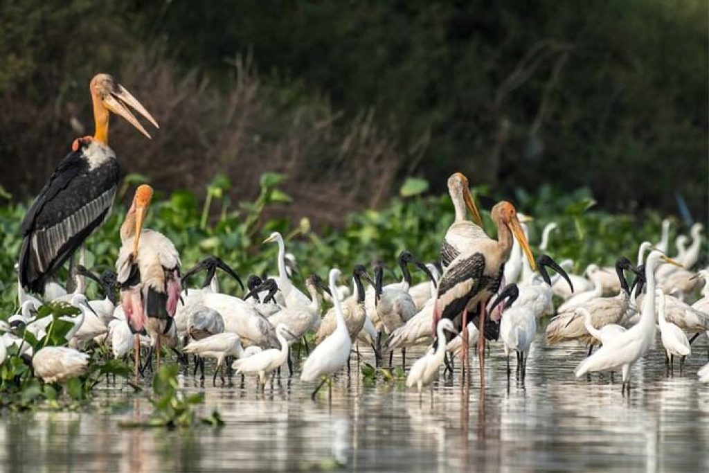 Full Day Prek Toul Bird Sanctuary