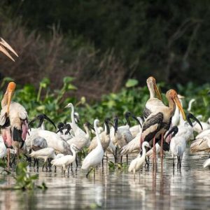 Full Day Prek Toul Bird Sanctuary