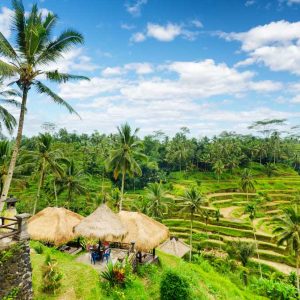 Lush terraced rice fields with palm trees and thatched huts under blue sky.