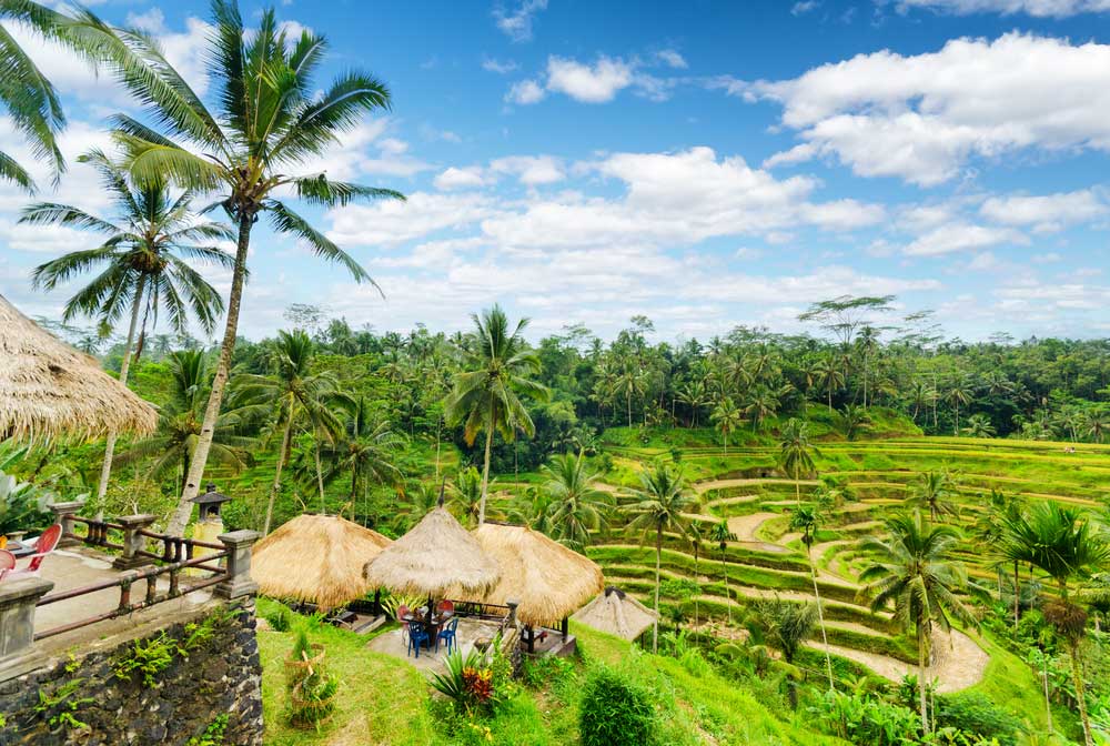 Lush terraced rice fields with palm trees and thatched huts under blue sky.