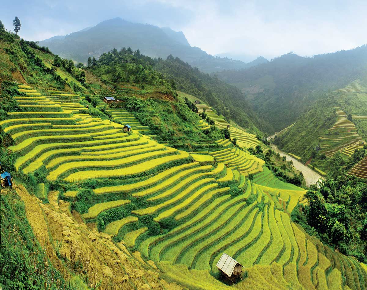 Terraced green and yellow rice fields on misty mountain hillside with huts and valley river