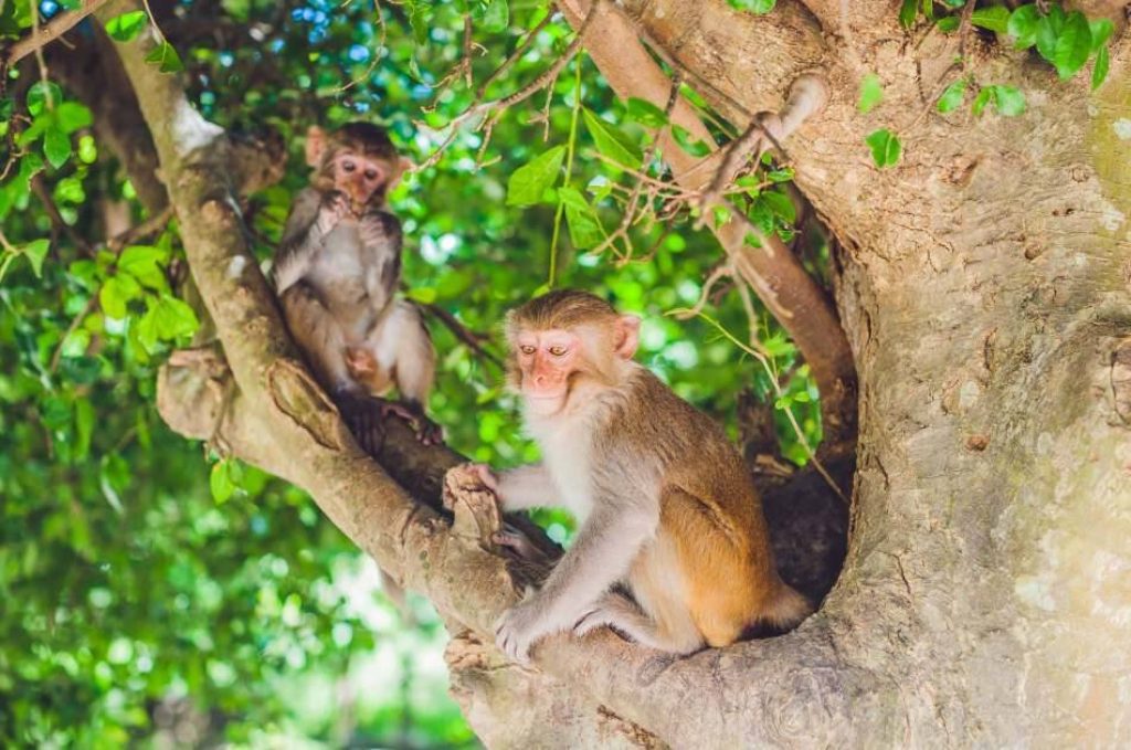 Monkey Island Adventure