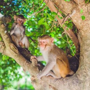 Monkey Island Adventure