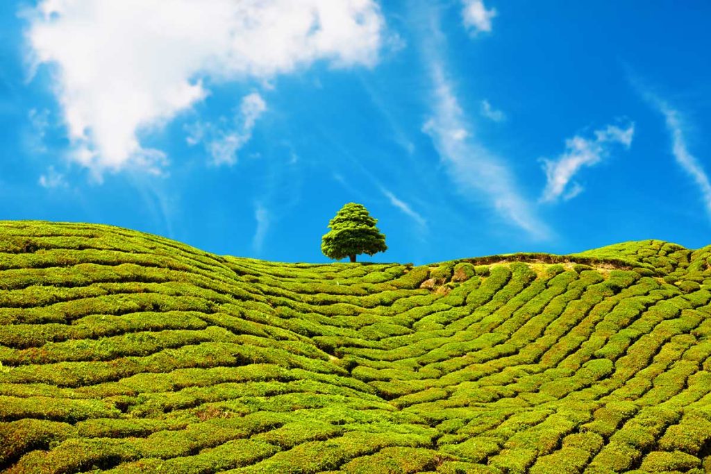 Kuala Lumpur To Highlands Adventure