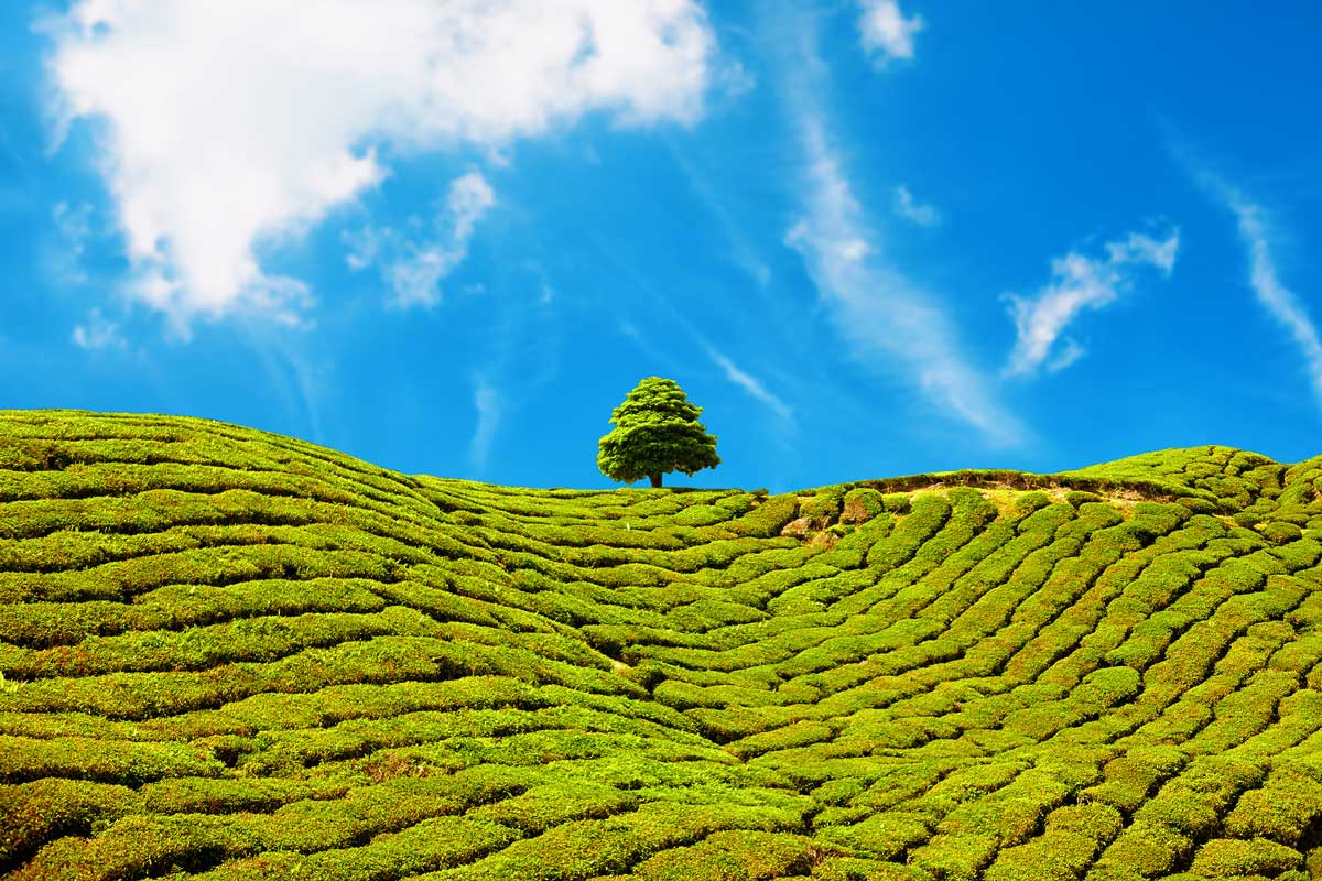 Green tea plantation with rows of bushes and a single tree under blue sky