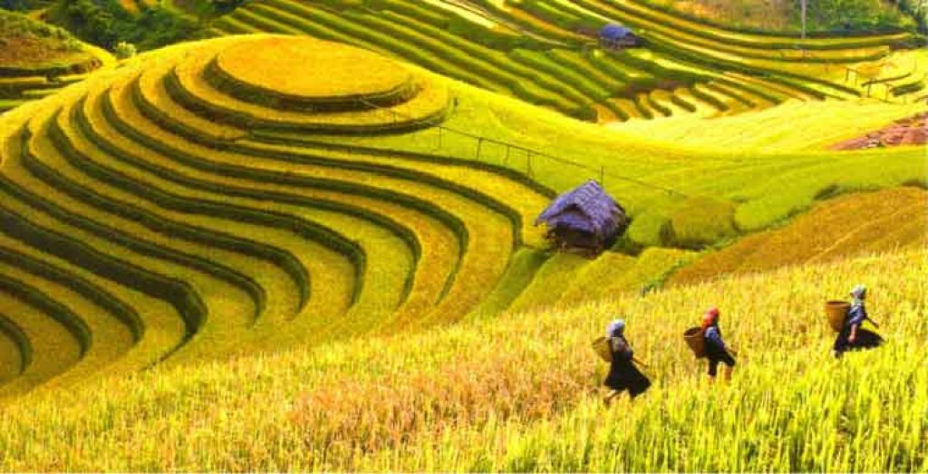 Muong Hoa Valley Trek & Ethnic Villages