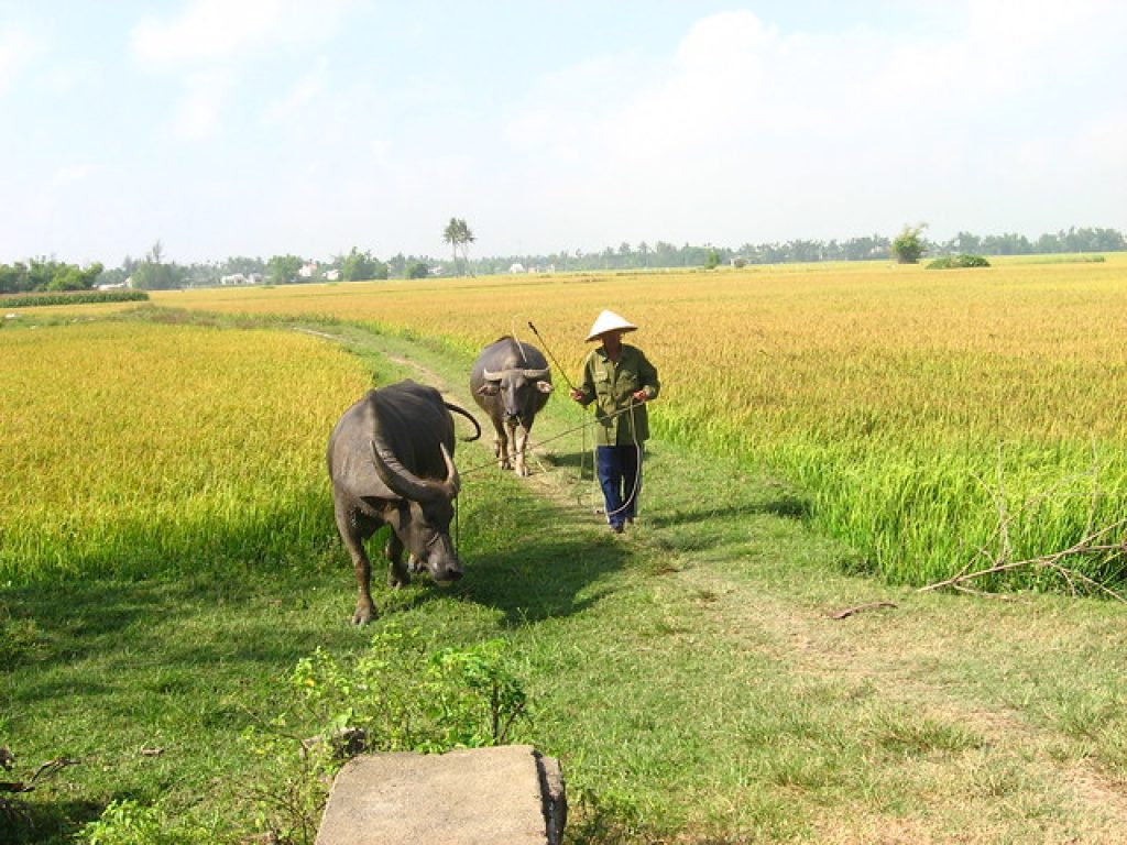 Hoi An Rice Farming Experience