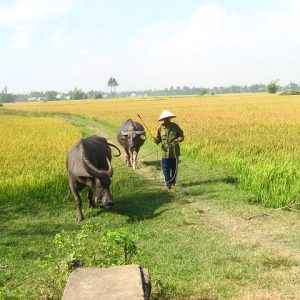 Hoi An Rice Farming Experience