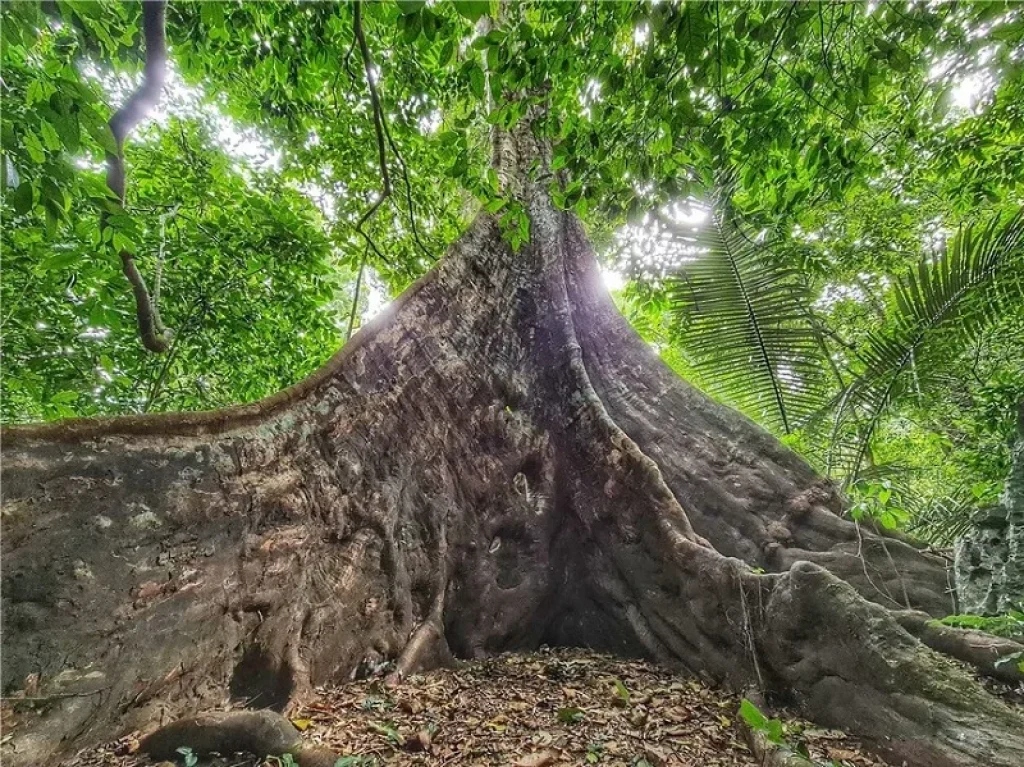 Cuc Phuong Jungle & Muong Village Discovery
