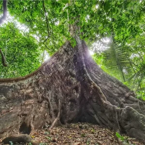 Cuc Phuong National Park: Jungle Trek and Muong Village Homestay