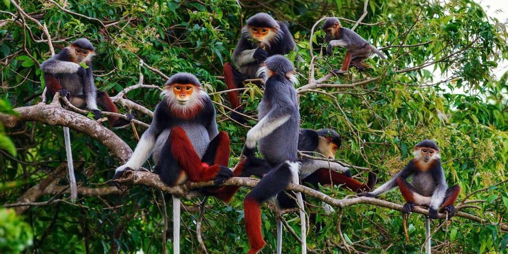 Cuc Phuong National Park: Jungle Trek and Muong Village Homestay