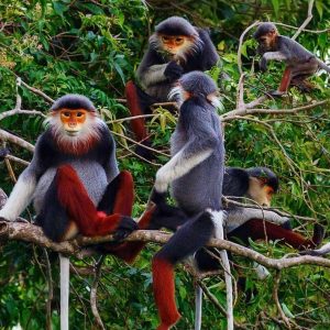 Cuc Phuong National Park: Jungle Trek and Muong Village Homestay