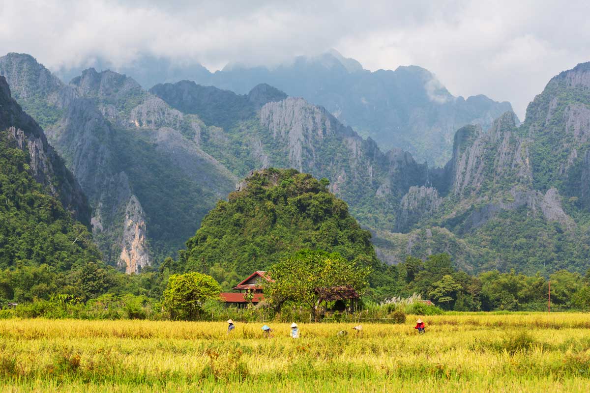 Farmers in rice fields with limestone mountains and house in background