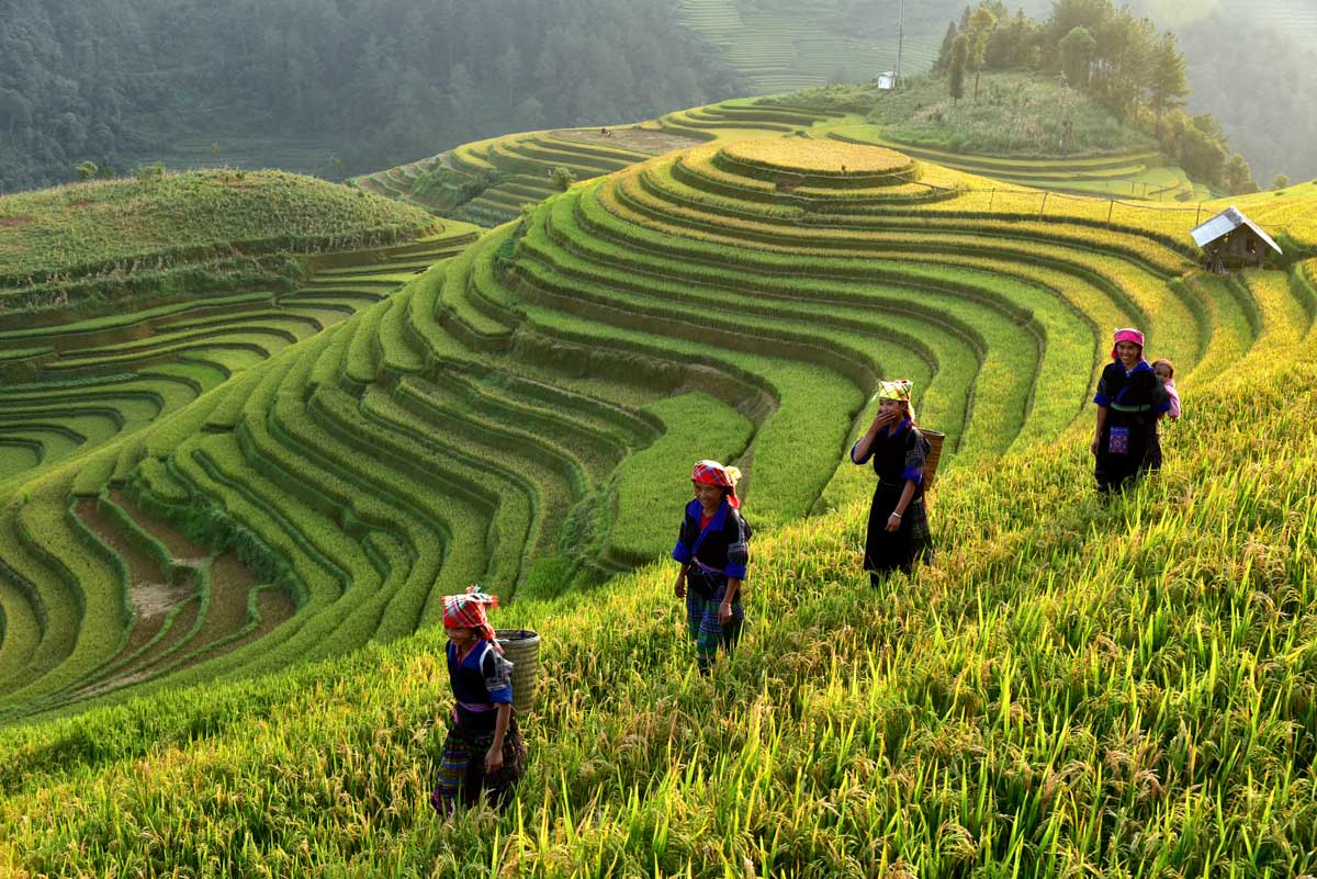 Women in traditional clothes walking on green terraced rice fields at sunrise