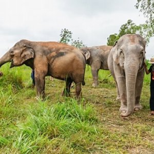 Three elephants grazing in grassy sanctuary with a person standing nearby