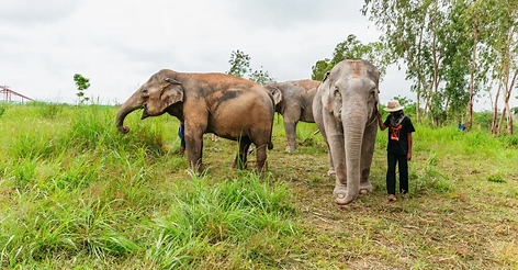 Three elephants grazing in grassy sanctuary with a person standing nearby