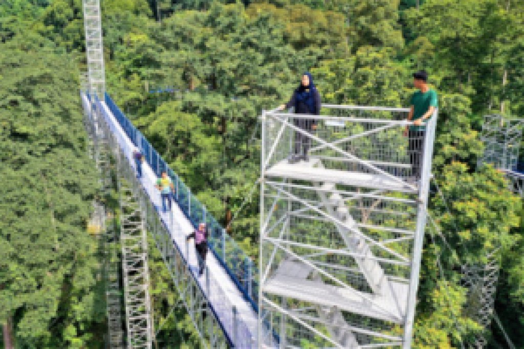 Rainforest and Skywalk
