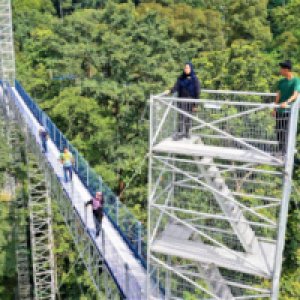 Rainforest and Skywalk