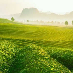Green tea plantation on rolling hills with misty mountains in distance