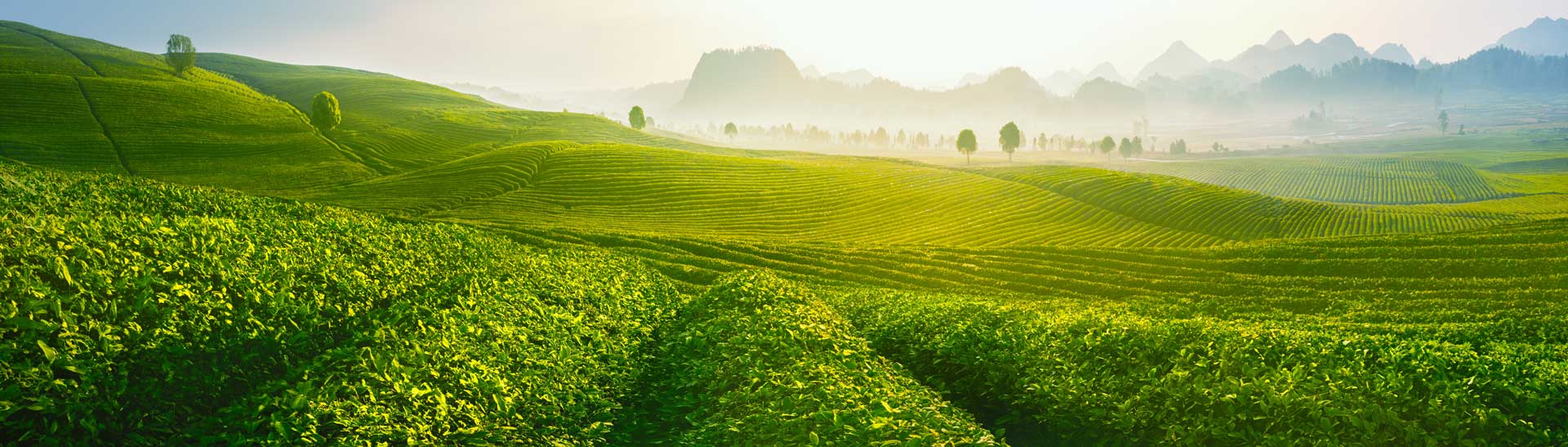 Green tea plantation on rolling hills with misty mountains in distance