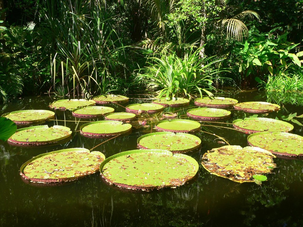 Tropical Spice Garden