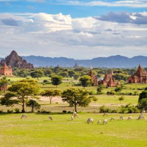 Ancient temples and pagodas scattered in green fields with grazing cattle and mountains