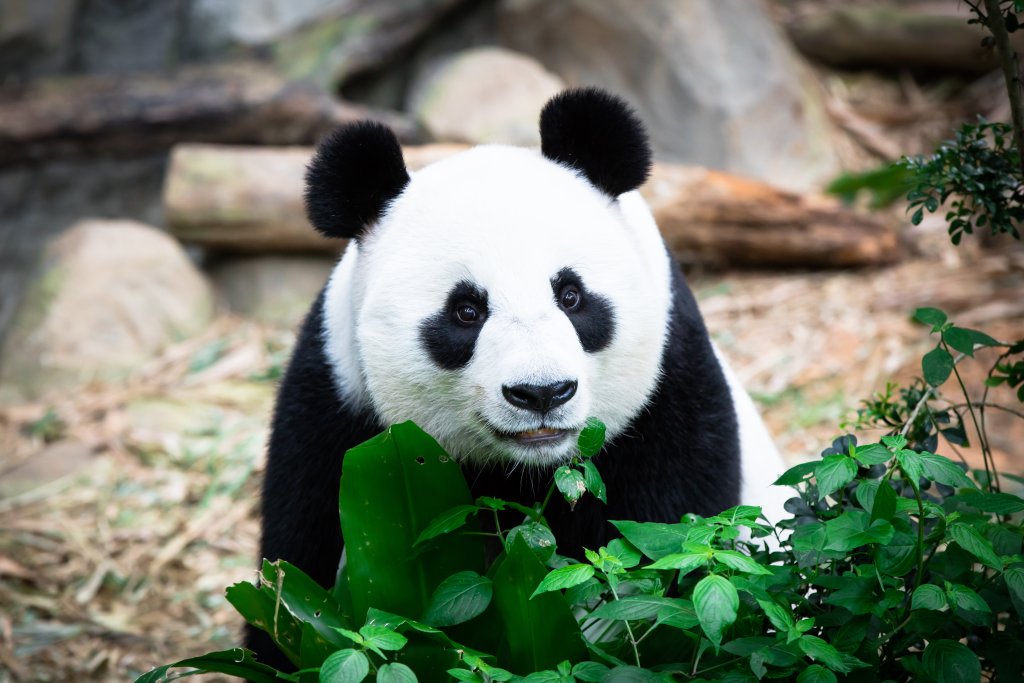 Kuala Lumpur National Zoo