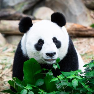 Kuala Lumpur National Zoo
