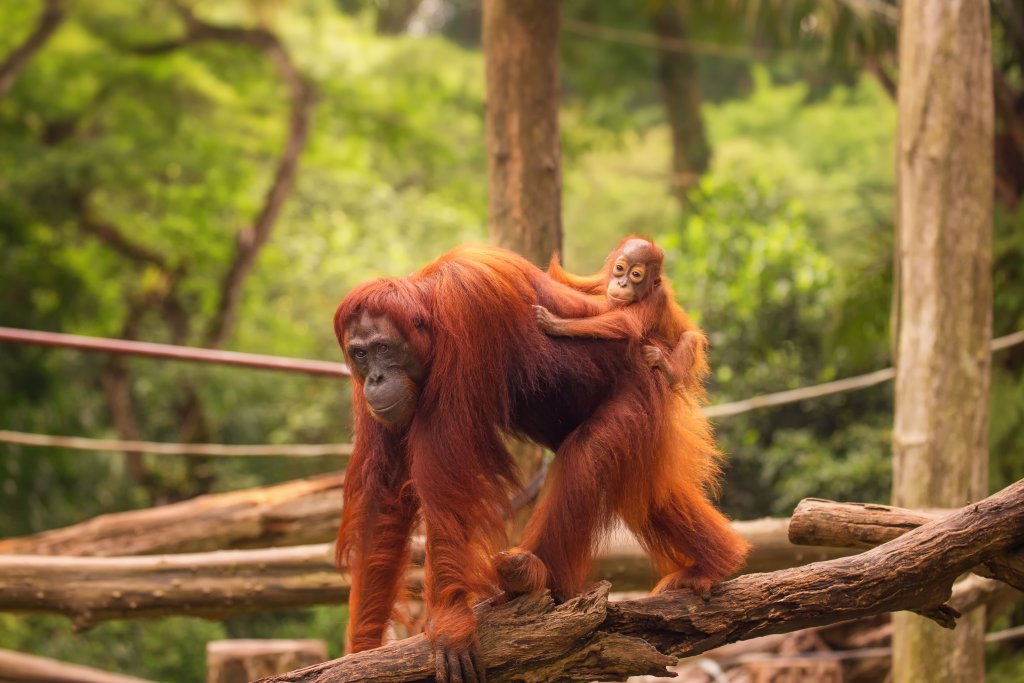 Morning at the Singapore Zoo