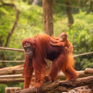 Morning at the Singapore Zoo