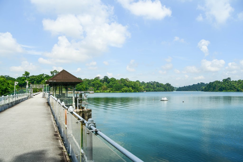 A Nature Walk in MacRitchie