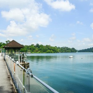 A Nature Walk in MacRitchie
