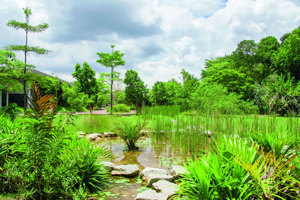 Rainforest Wild Asia