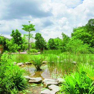 Rainforest Wild Asia