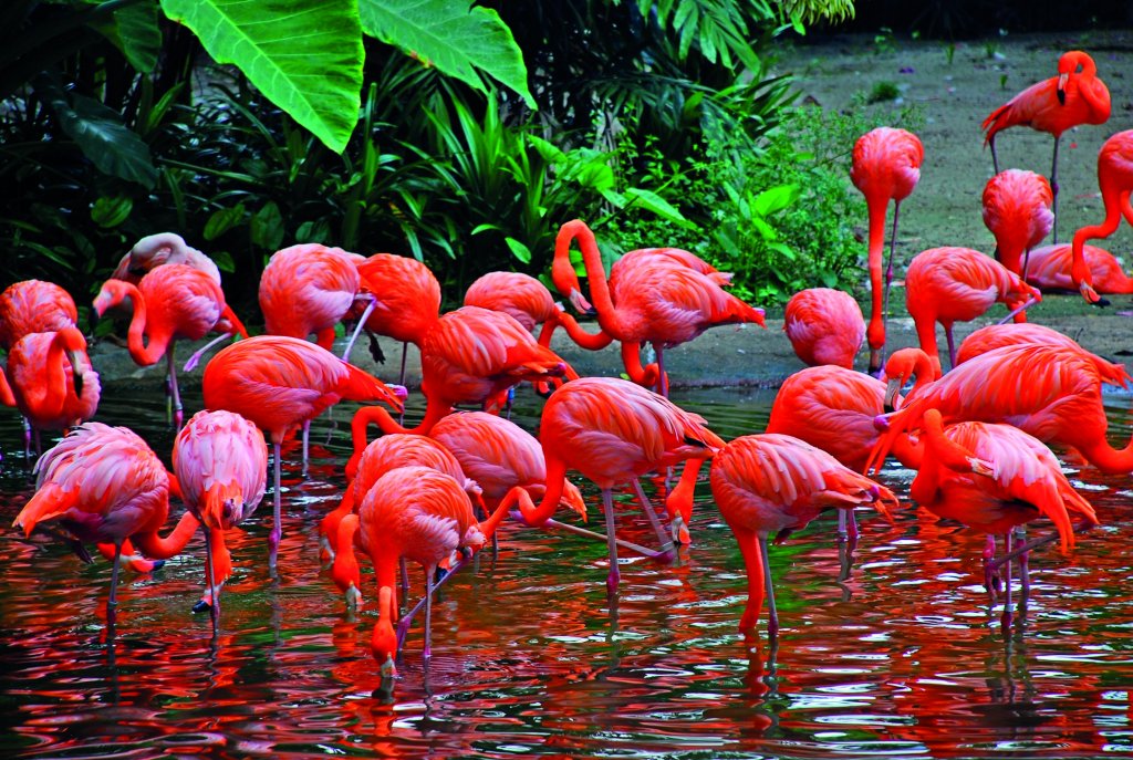 Mandai Bird Paradise Wildlife Experience Tour