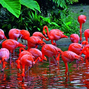 Mandai Bird Paradise Wildlife Experience Tour
