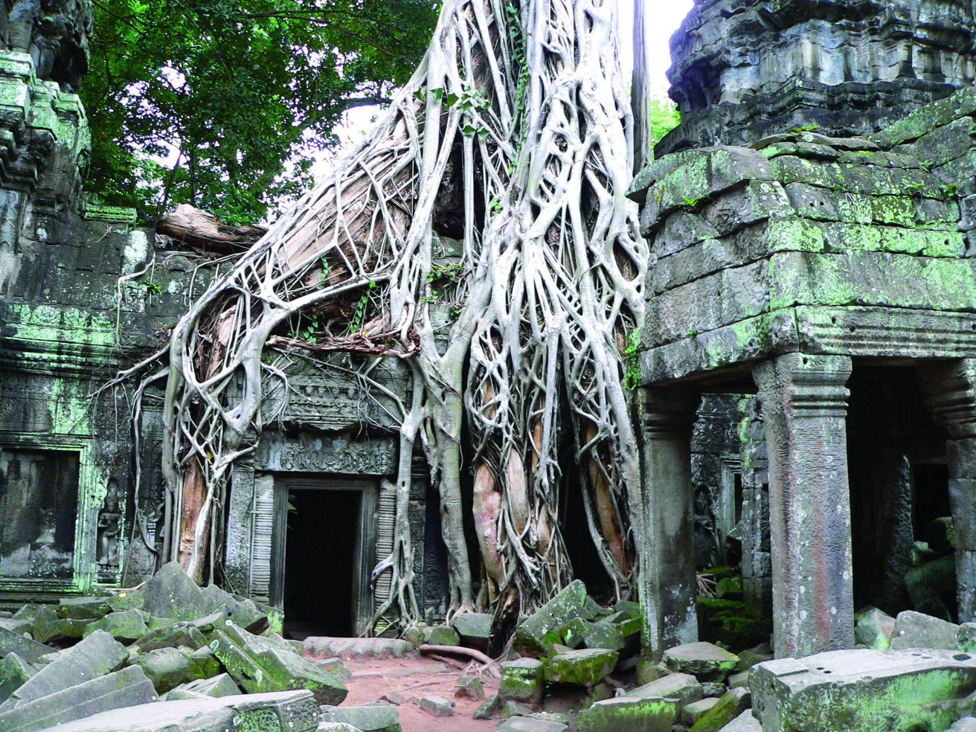 Ancient stone temple ruins in Siem Reap covered with large tree roots and surrounded by greenery