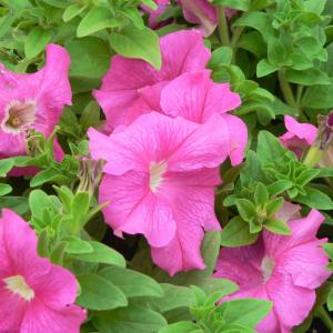 Close-up of vibrant pink flowers surrounded by dense green leaves