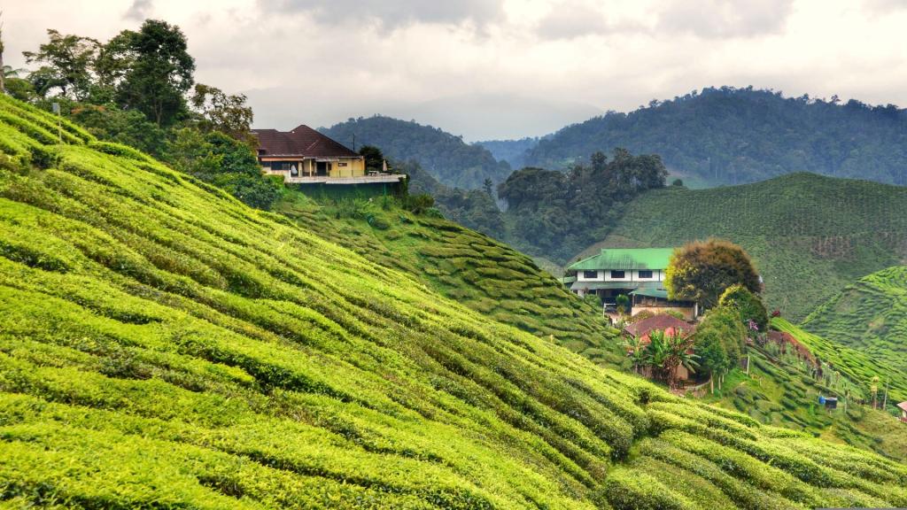 Cameron Highlands Heritage & Nature Discovery