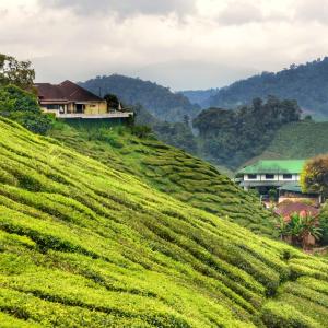 Green terraced tea plantations and buildings on misty hills