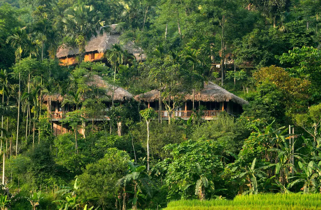 Thatched-roof lodges surrounded by dense tropical forest and palm trees on a hillside