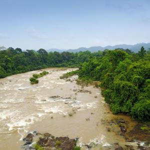 Brown river flowing through dense green rainforest with hills in background