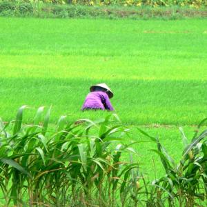 Woman in purple jacket and conical hat working in green rice field