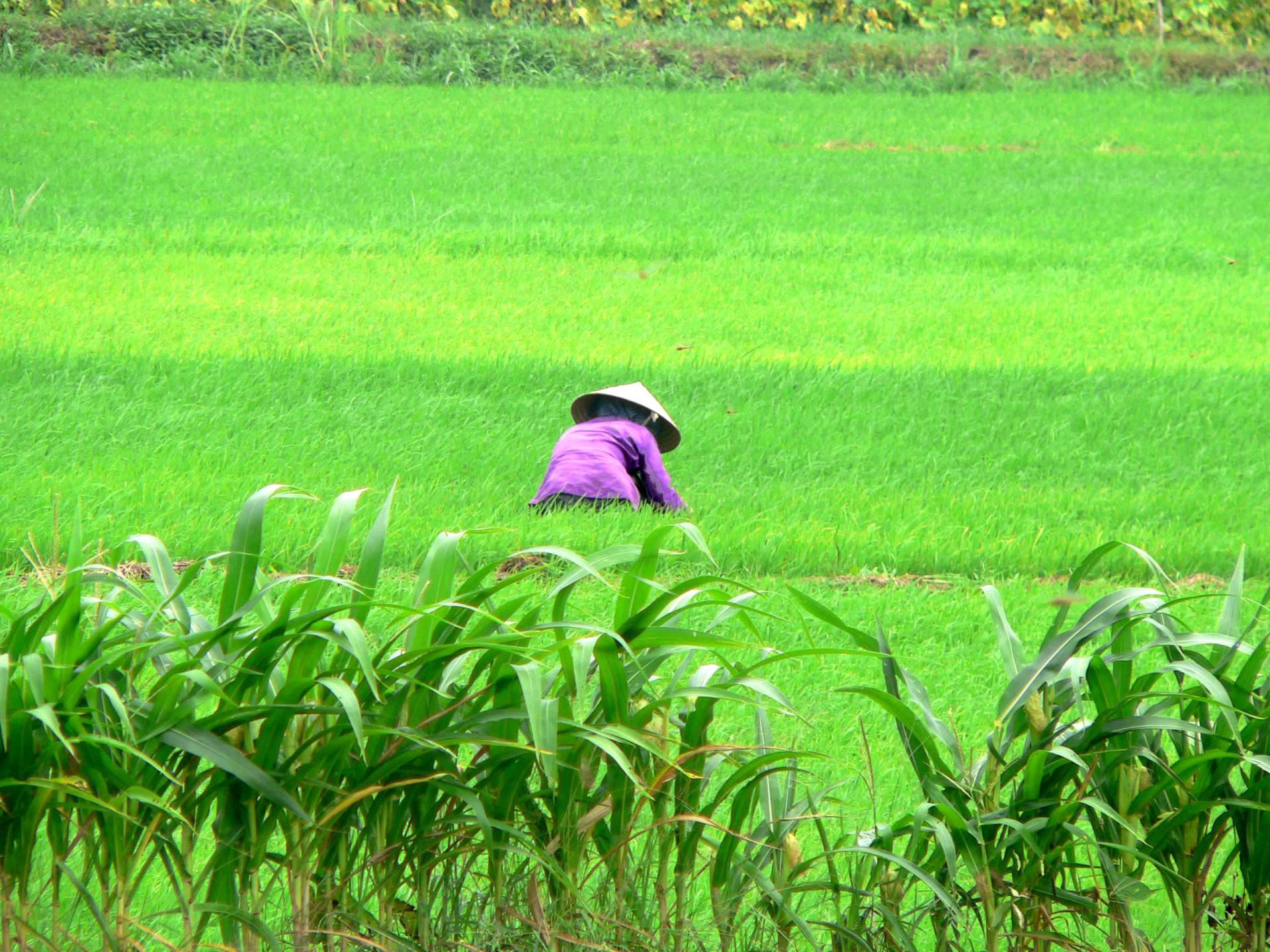 Woman in purple jacket and conical hat working in green rice field